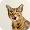 Кошки